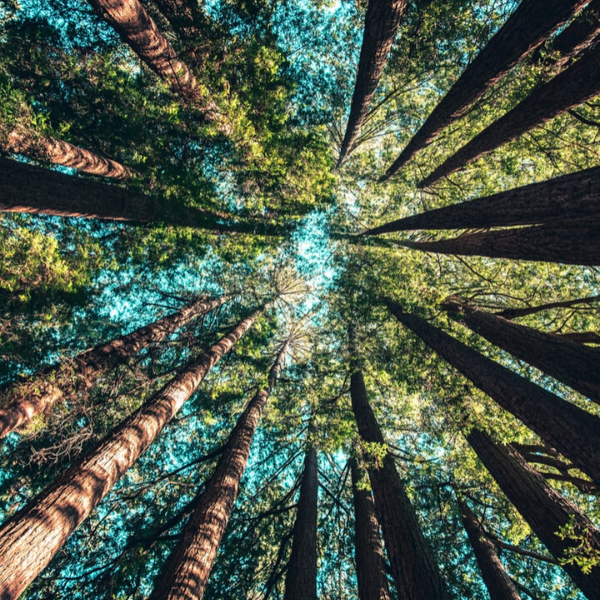 Forest 600X600