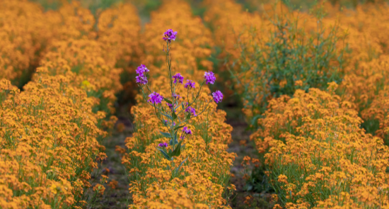 Purple Flower In The Middle Of Orange Flowers)